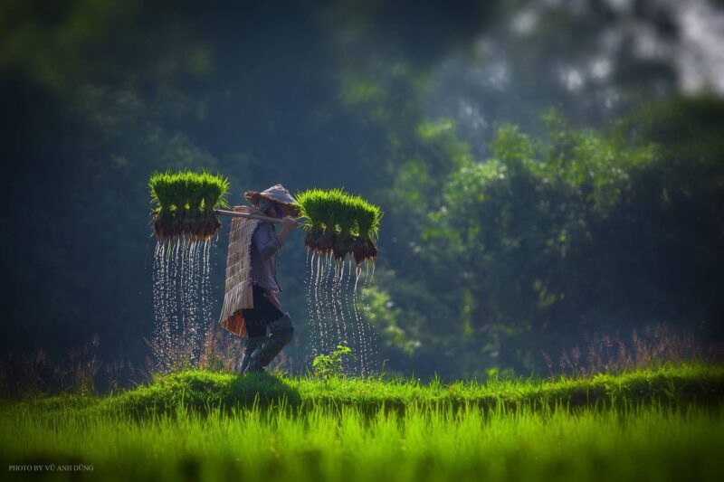 ảnh làng quê Việt Nam trong mùa cấy lúa