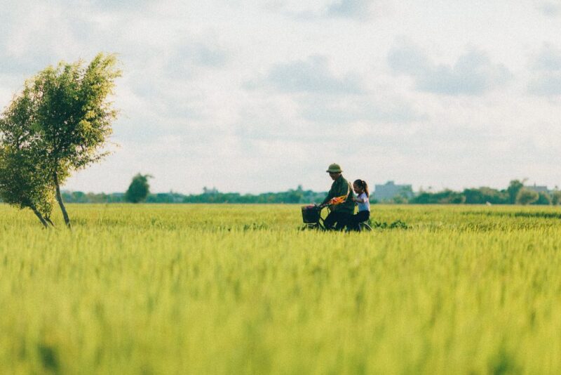 Hình ảnh làng quê Việt Nam với cánh đồng lúa bạt ngàn