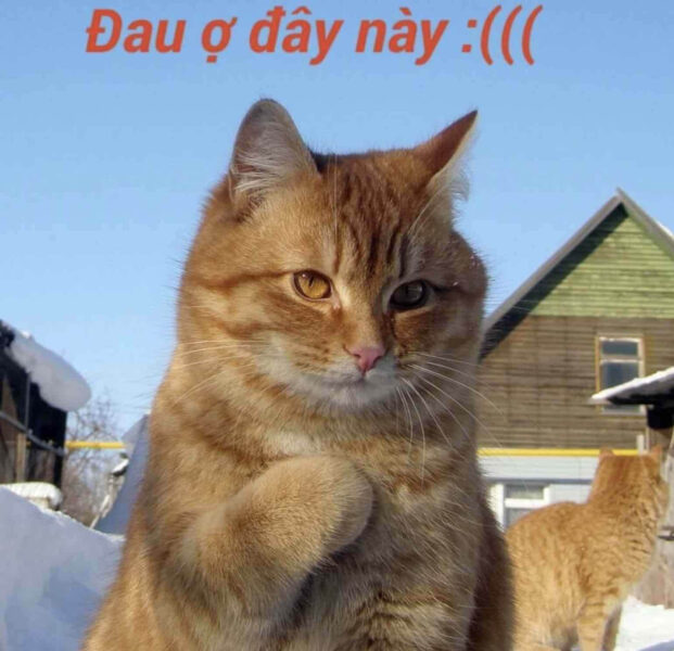 Ảnh meme mèo chỉ tim