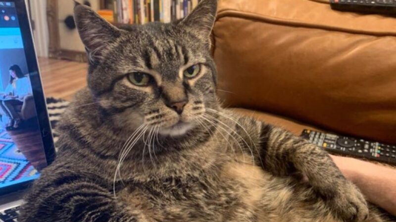 Ảnh meme mèo khó chịu