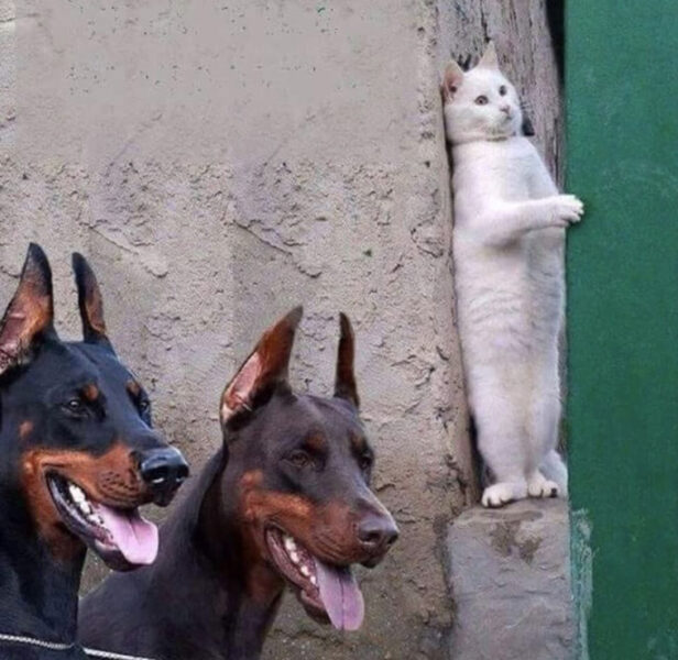 Ảnh meme mèo trốn tìm