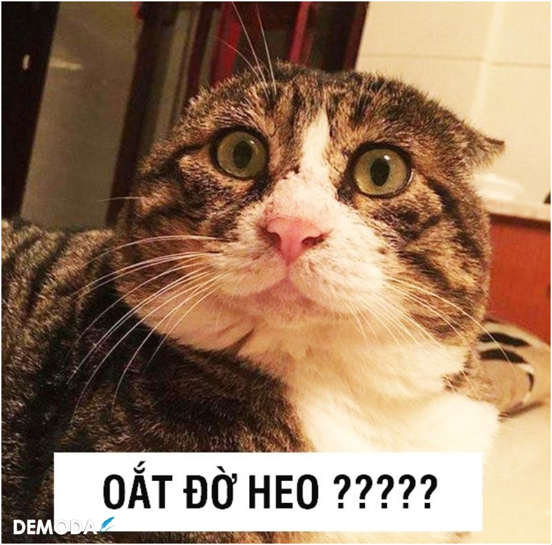 Top ảnh chế meme Mèo Cầm Dao cute hài hước nhất