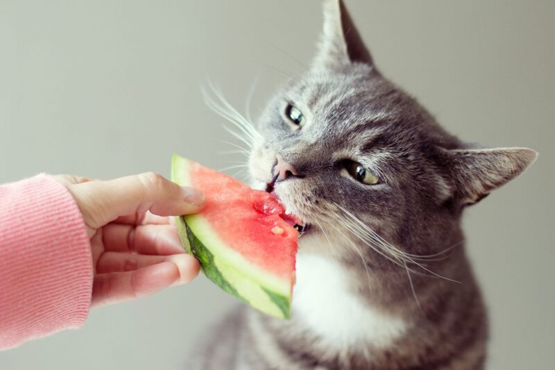 Ảnh mèo ăn dưa hấu