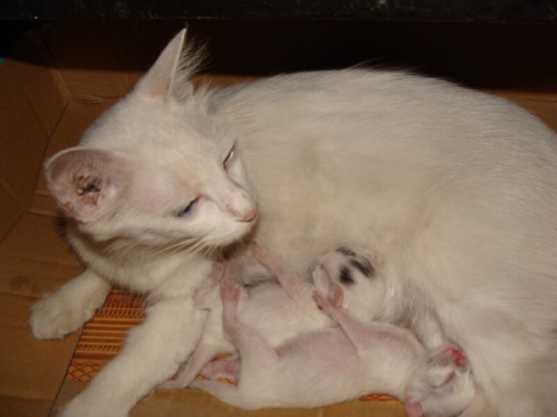 Ảnh mèo anh lông dài đang cho con uống sữa