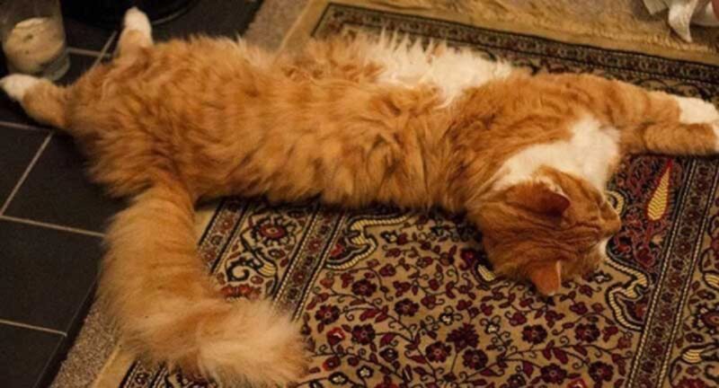 Hình ảnh mèo anh lông dài đang nằm ngửa bụng cực đáng yêu