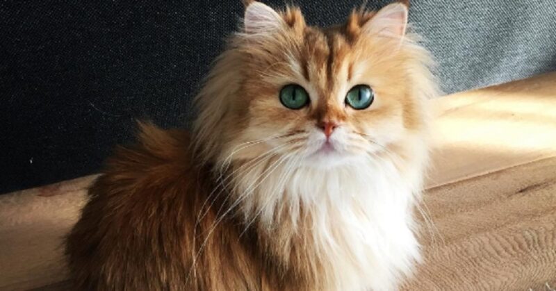 Ảnh mèo anh lông dài màu nâu trắng