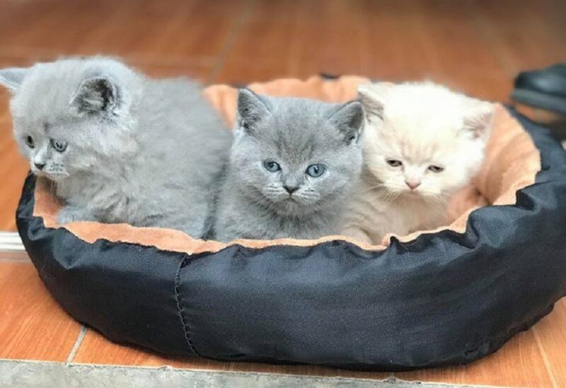 Ảnh mèo anh lông dài nằm trong ổ cực đẹp