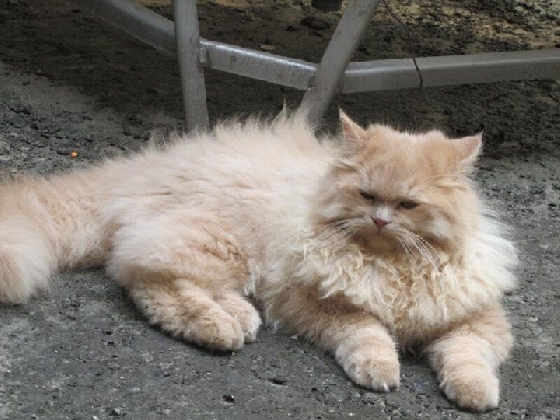 Ảnh mèo anh lông dài vàng ngoài trời