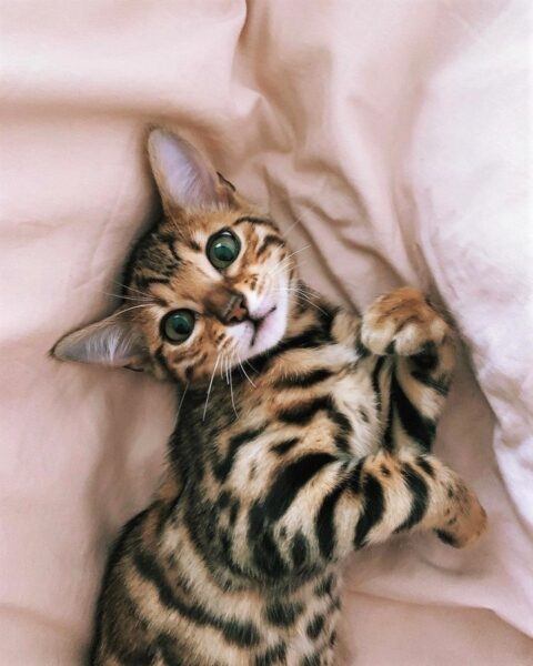 Ảnh mèo bangal nằm trên nệm với gương mặt ngu ngơ đáng yêu