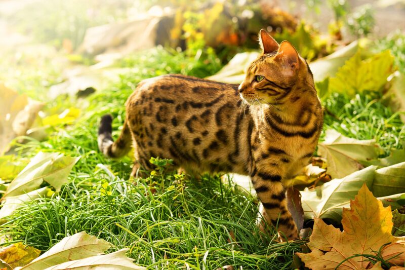 Ảnh mèo Bengal