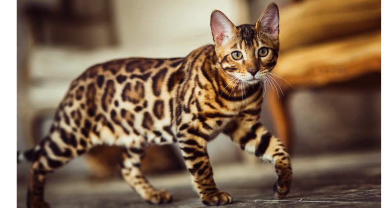 Ảnh mèo bengal đang đi