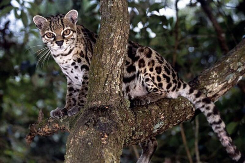 Ảnh mèo bengal đang nằm trên cây