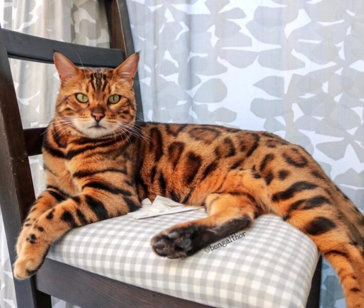 Ảnh mèo bengal đang nằm trên ghế