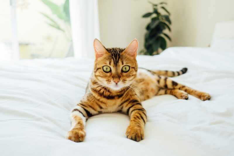 Ảnh mèo Bengal dễ thương