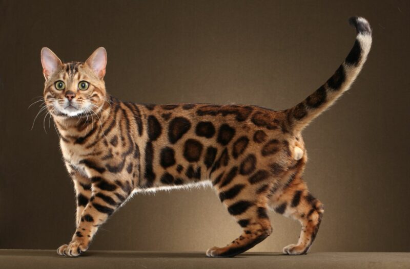 Ảnh mèo Bengal đẹp