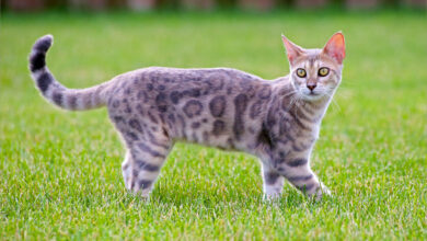 Ảnh mèo Bengal đẹp, đáng yêu nhất