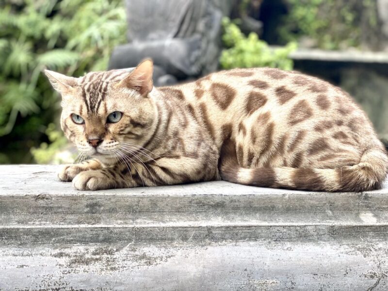 Ảnh mèo Bengal lông nhạt