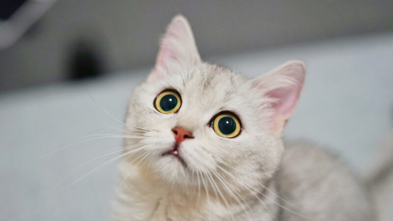 Ảnh mèo dễ thương màu trắng với đôi mắt tròn