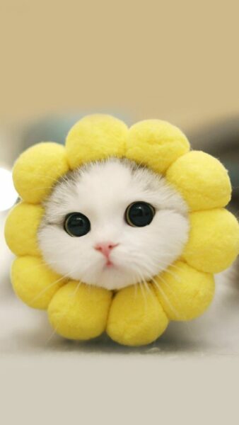 Ảnh mèo đội nón bông hoa cute hết nấc