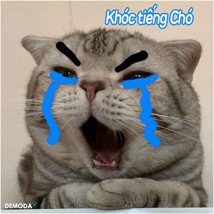 Ảnh Mèo Khóc Siêu Cute Hài Hước Làm Avatar Meme