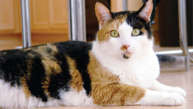 Ảnh mèo tam thể dễ thương