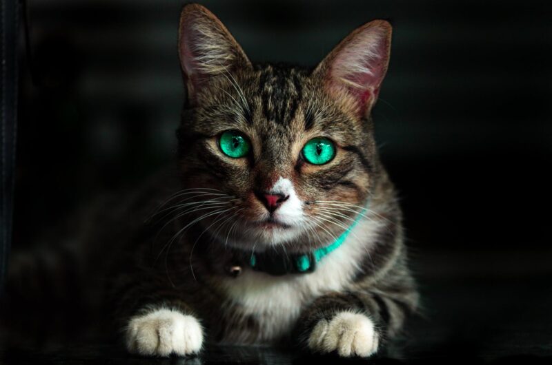 Ảnh mèo tam thể mắt xanh cực lạ