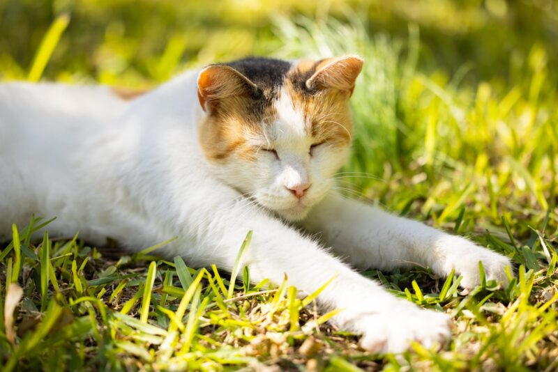 Ảnh mèo tam thể nhắm mắt nằm trên cỏ
