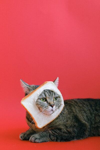 Ảnh mèo tam thể và chiếc bánh sandwich
