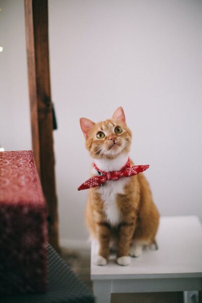 Süße Calico-Katze mit einer Schleife am Hals
