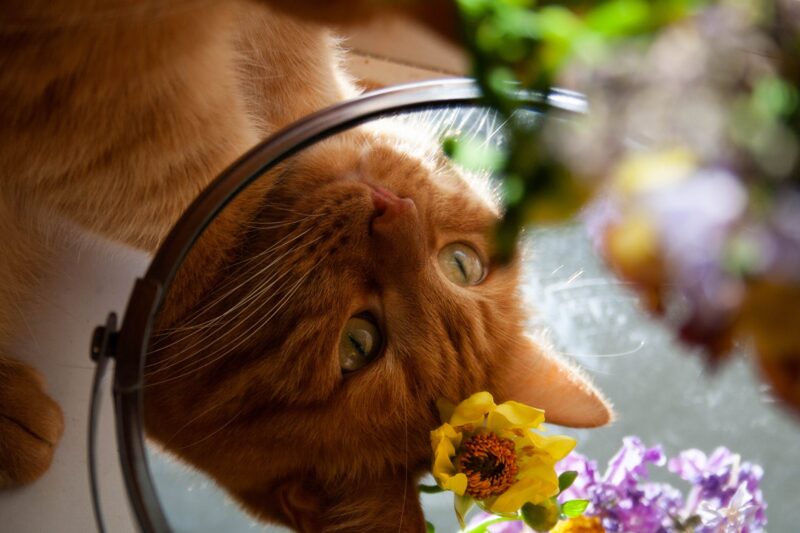 Ảnh mèo tam thể với gương và hoa
