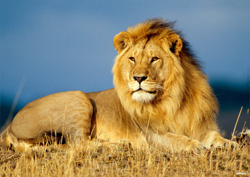 Ảnh Sư Tử