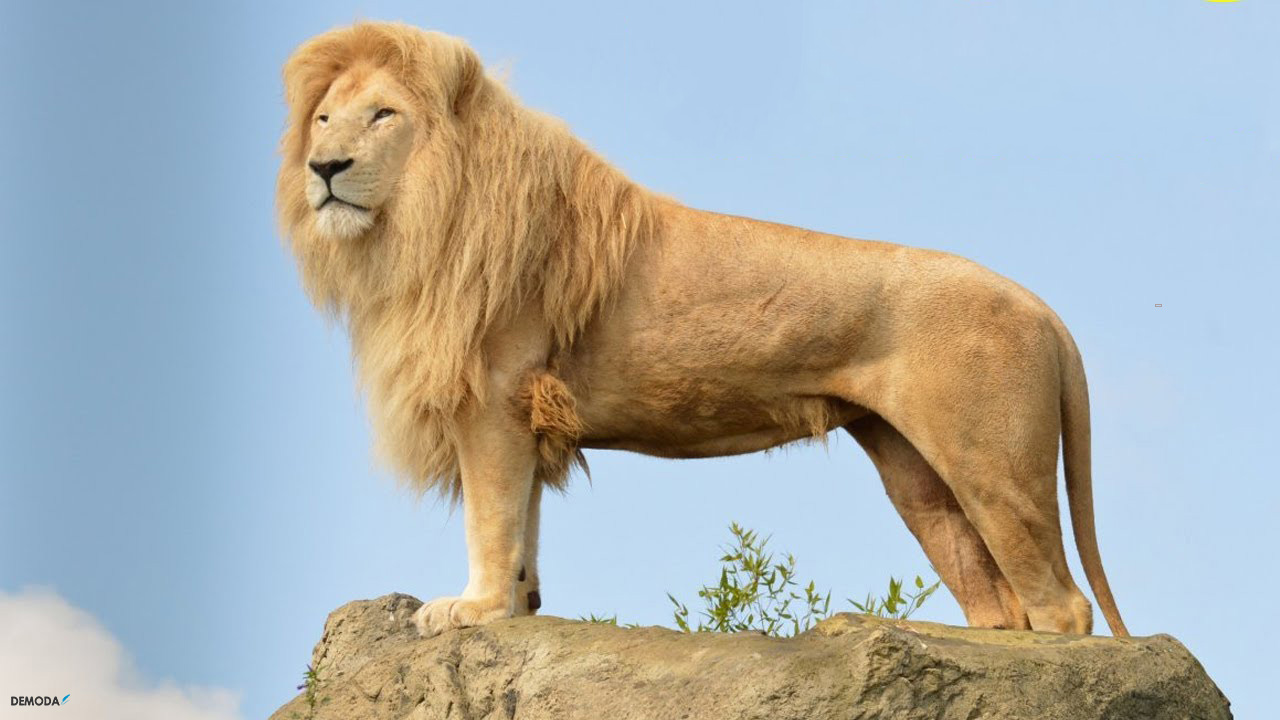 Bộ sưu tập hình con sư tử Full 4K siêu đẹp – Hơn 999 tấm hình sư ...