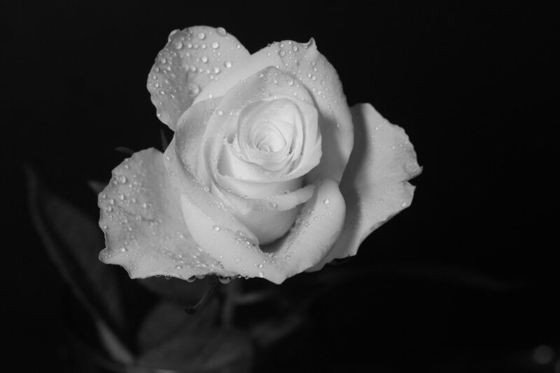 Avatar hoa hồng trắng đen trắng buồn