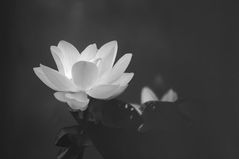 Avatar schwarz-weiß trauriger Lotus
