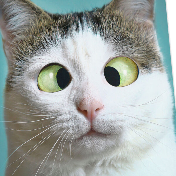 Avatar hài mèo lé mắt