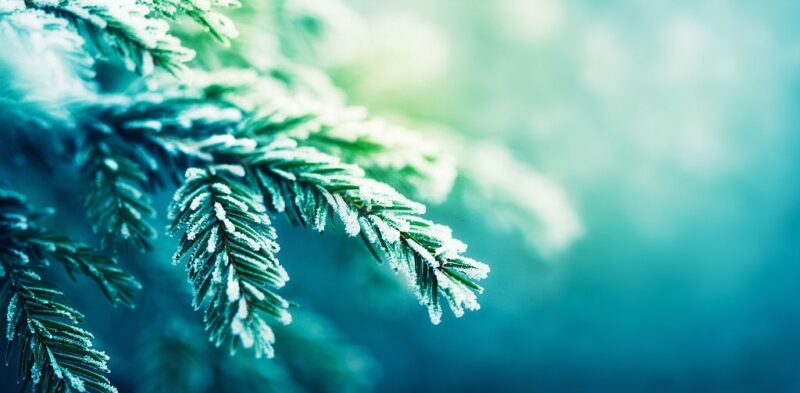Background cây xanh trong tuyết