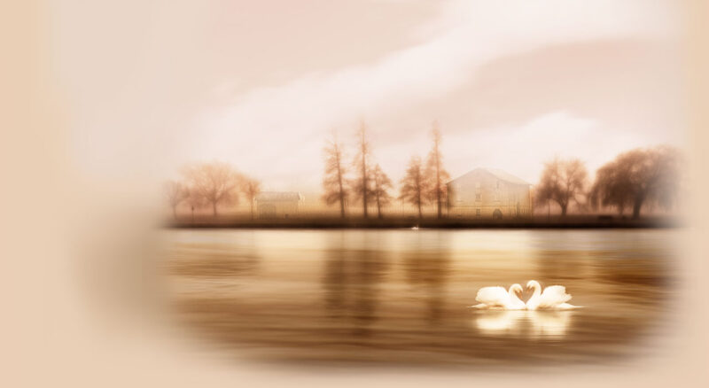 Background cổ trang đẹp thiên nga bên hồ