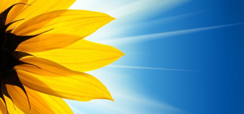 Sommer-Sonnenblume-Hintergrund