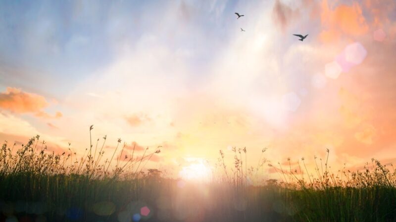 Calm of country meadow sunrise landscape background