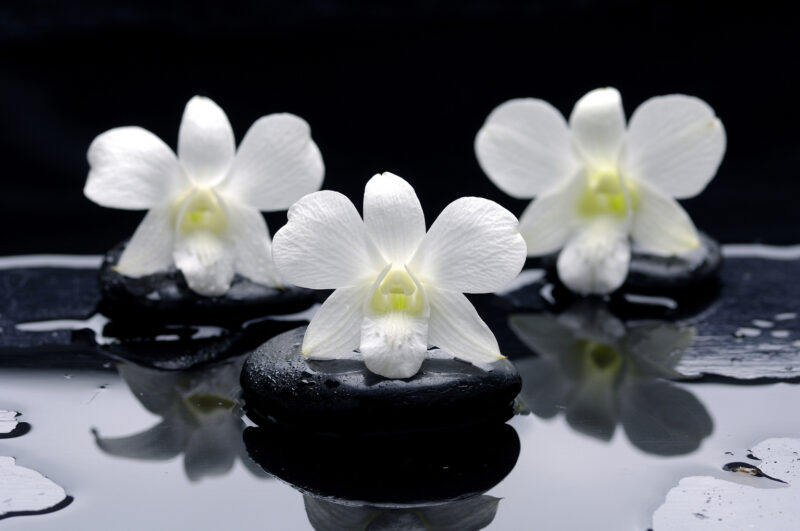 Badekurorthintergrund der weißen Blume
