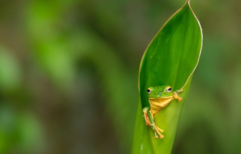 background xanh lá chú ếch trong lá