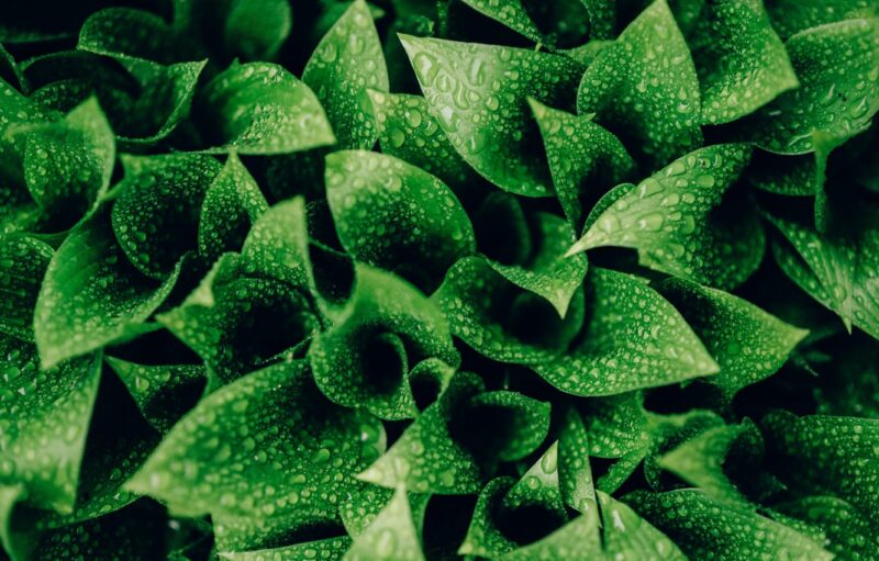 background xanh lá đám lá chen chúc