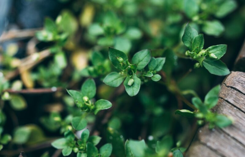 background xanh lá đám rau dại