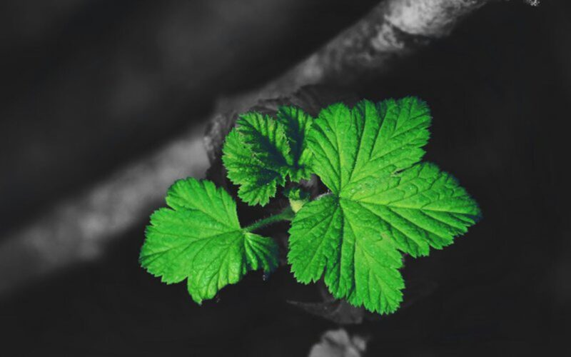 background xanh lá nhánh bạc hà