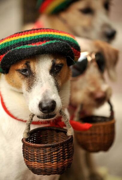 Hình ăn xin hài hước chú chó ngậm giỏ