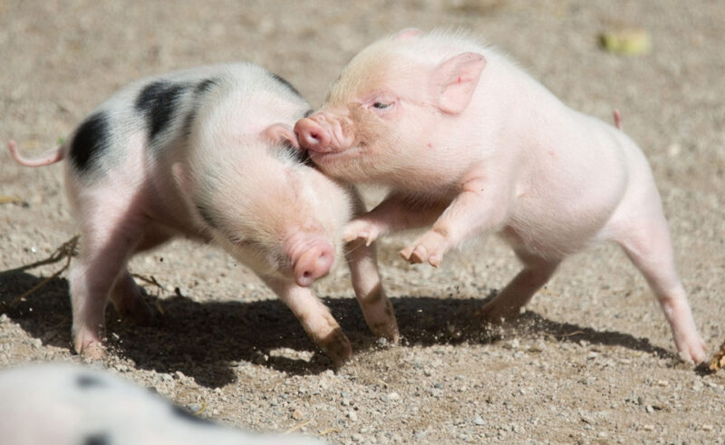 Hình ảnh 2 chú lợn con đang đùa