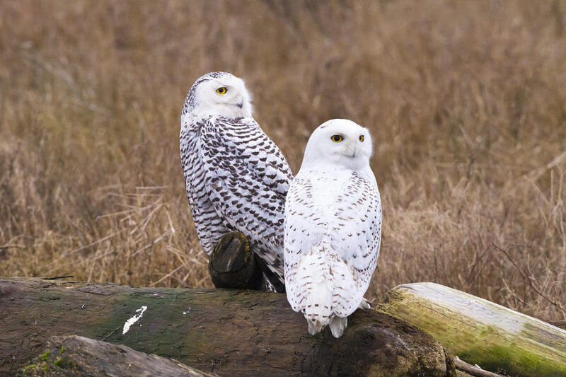 Hình ảnh 2 con chim cú mèo nhìn vào máy ảnh