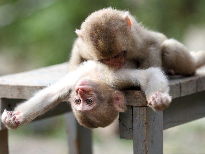 Con khỉ dễ thương là những sinh vật đáng yêu và hài hước để xem. Hãy thưởng thức những hình ảnh quý giá của chúng để cảm nhận niềm vui và yêu đời.