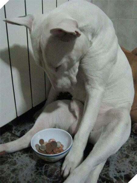 Hình ảnh ăn xin hài hước chó trắng