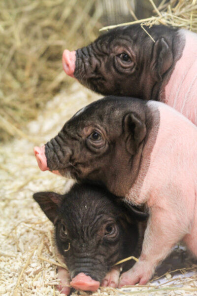 Hình ảnh ba chú lợn con